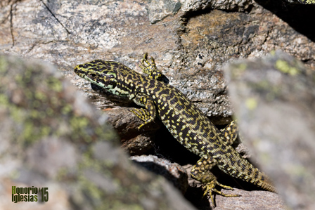 Macho adulto de lagartija carpetana (Iberolacerta cyreni) en su hábitat natural desplazándose entre los bloques de gneis de las altas cumbres de los Montes de Valsaín