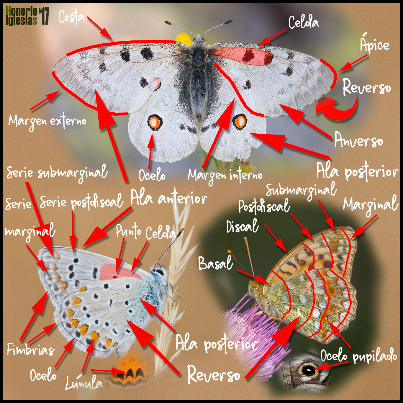 Costa código Morse Embajador Las mariposas diurnas de Valsaín y de La Sierra de Guadarrama