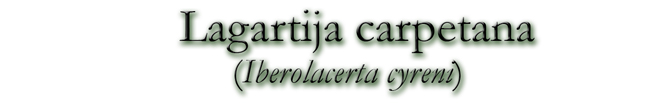Lagartija carpetana (Iberolacerta cyreni)