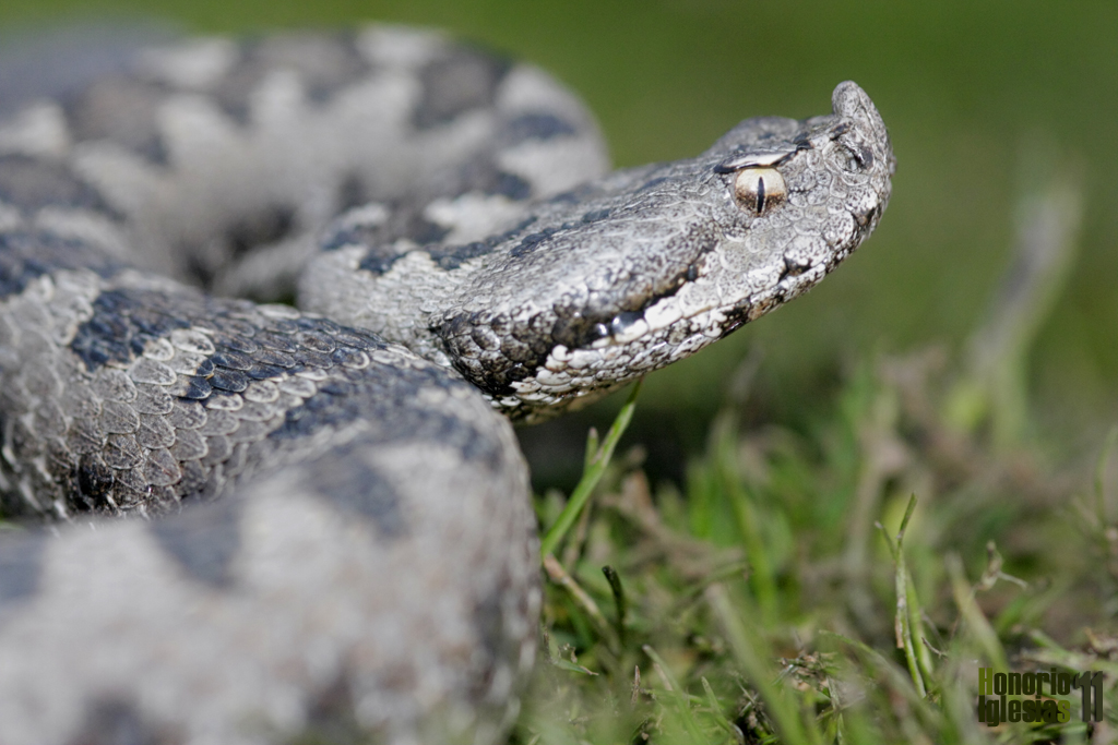 Reptiles de Valsaín - Víbora hocicuda (Vipera latastei)

