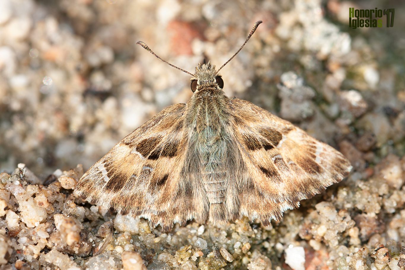 Ejemplar de la mariposa Piquitos de las malvas o Piquitos castaña (Carcharodus alceae) libando al borde de un arroyo serrano.