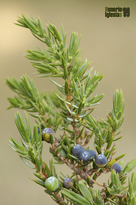 Enebro común (Juniperus communis)