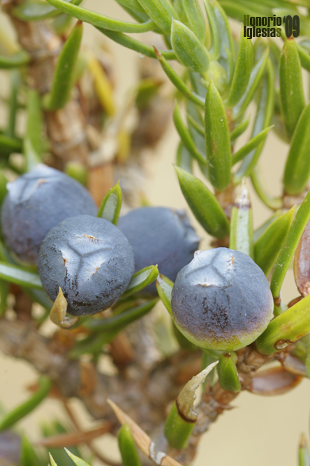 Enebro común (Juniperus communis)