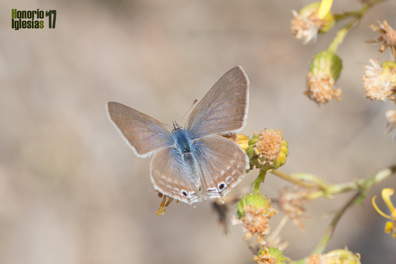 Ejemplar de mariposa estriada canela (Lampides boeticus) mostrando su anverso alar.