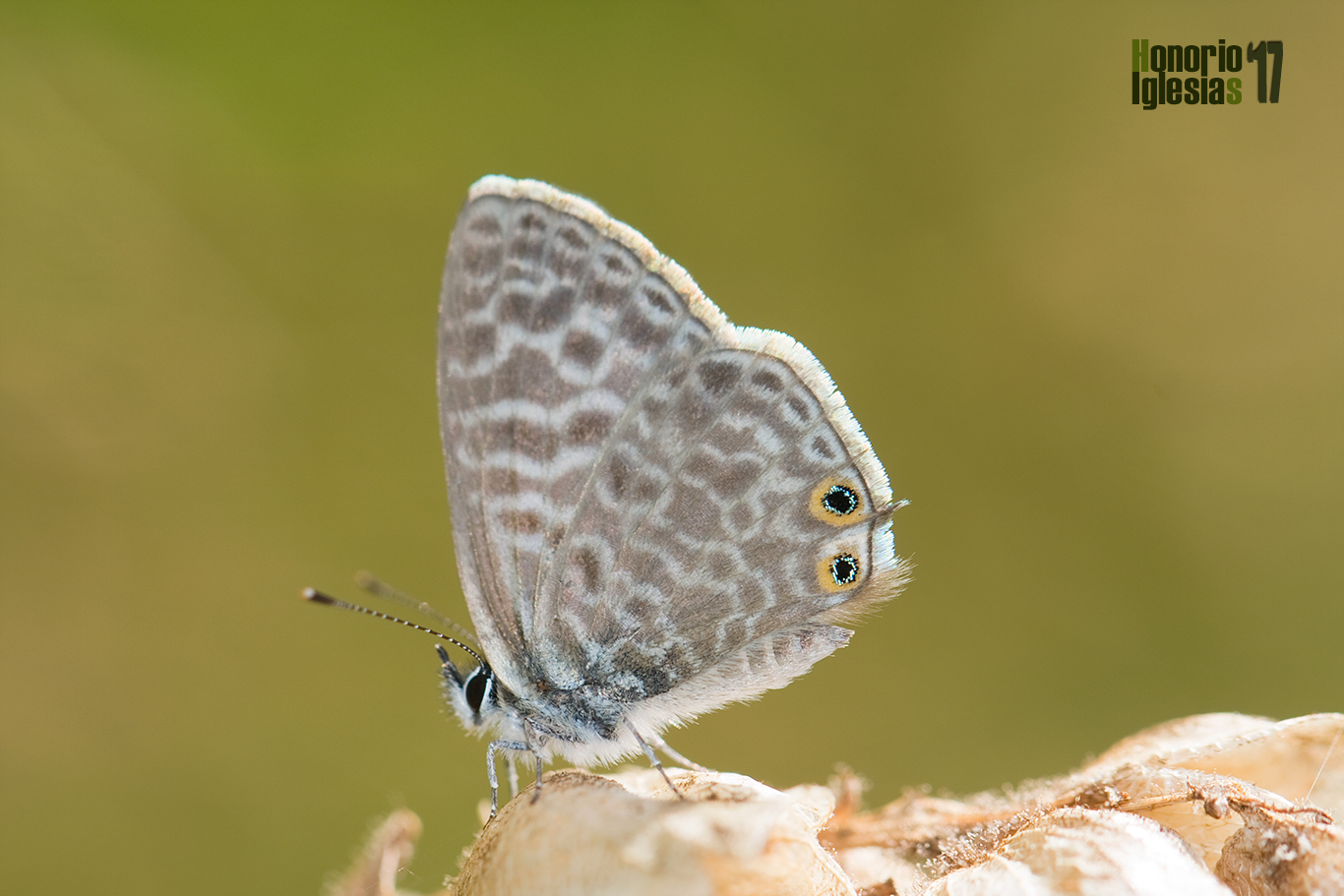 Ejemplar de mariposa estriada gris (Leptotes pirithous), generalmente no muestra el anverso alar, sino el reverso.
