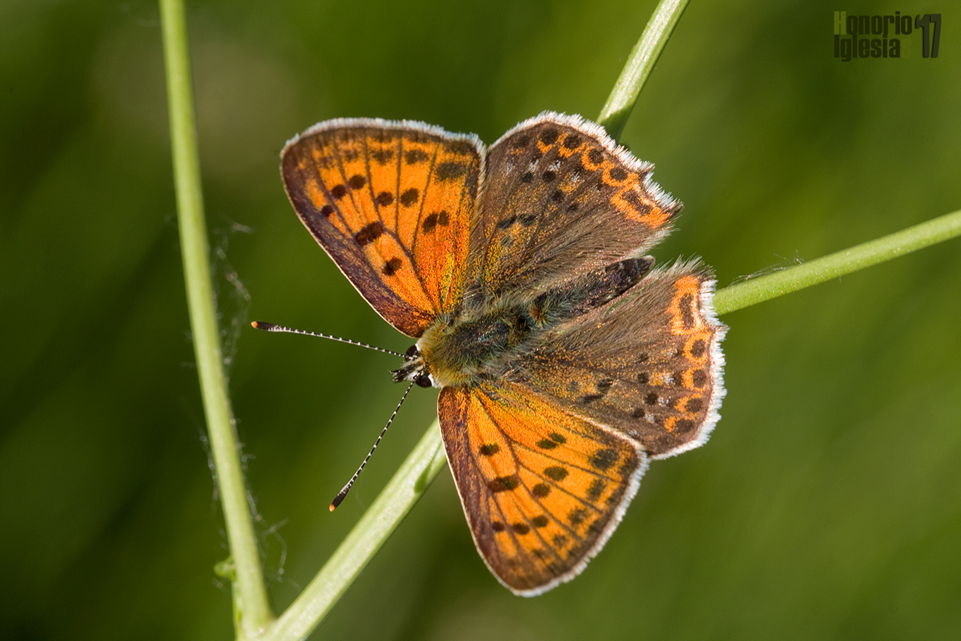 Ejemplar de mariposa manto ibérico o manto oscuro ibérico (Lycaena bleusei) , mostrando anverso su anverso alar.
