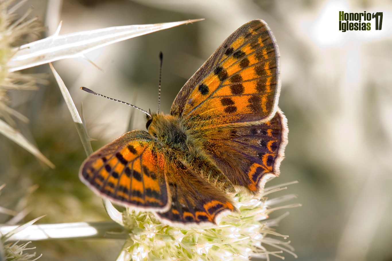 Ejemplar de mariposa manto ibérico o manto oscuro ibérico (Lycaena bleusei) , sobre un cardo corredor (Eryngium campestre)