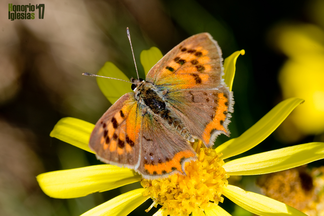 Ejemplar de mariposa manto común o bicolor  (Lycaena phlaeas) , sobre la flor de un Azuzón (Senecio pyrenaicus)