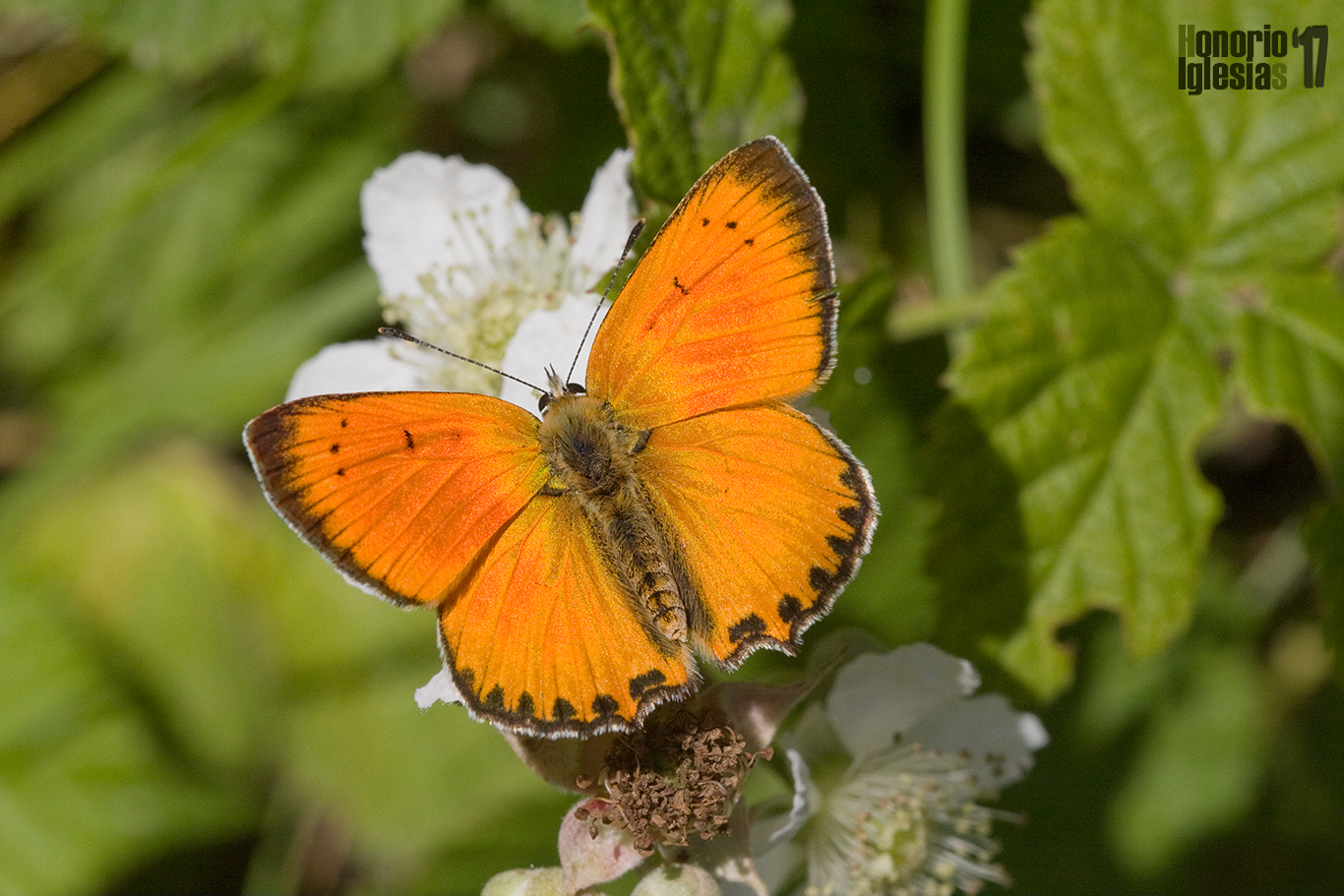 Ejemplar macho de mariposa manto de oro (Lycaena virgaureae), mostrando su precioso anverso alar.