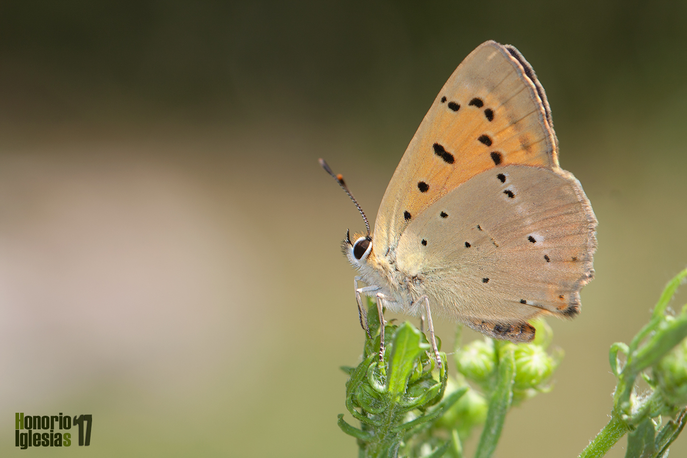 Ejemplar de mariposa manto de oro (Lycaena virgaureae) mostrando su reverso alar.