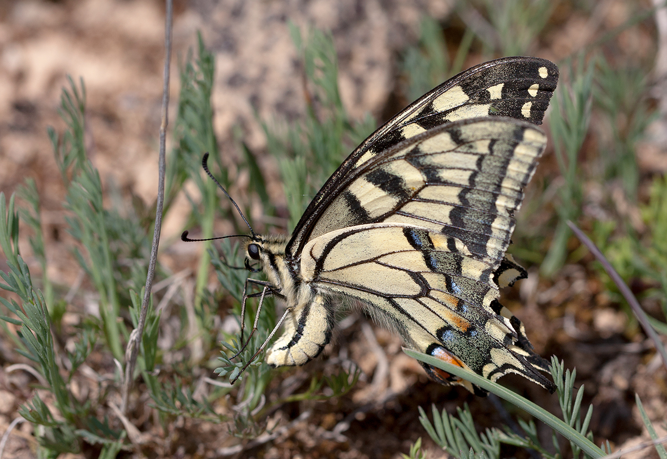 Hembra de Mariposa Macaon (Papilio machaon) realizando la puesta de un único huevo por planta sobre una de sus plantas nutricias Ruda (Ruta sp.).