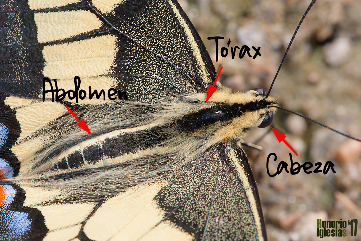 Detalle de un ejemplar de mariposa macaon (Papilio machaon), en la imagen se pueden apreciar las partes del cuerpo del insecto.