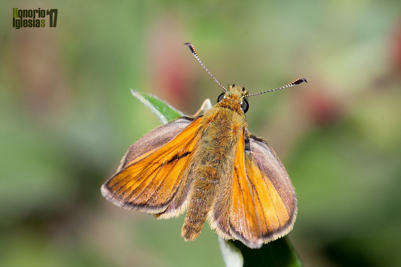 Ejemplar macho de mariposa dorada difusa o dorada orla ancha (Ochlodes sylvanus) mostrando el anverso alar en el que se puede observar la anchas androconias.