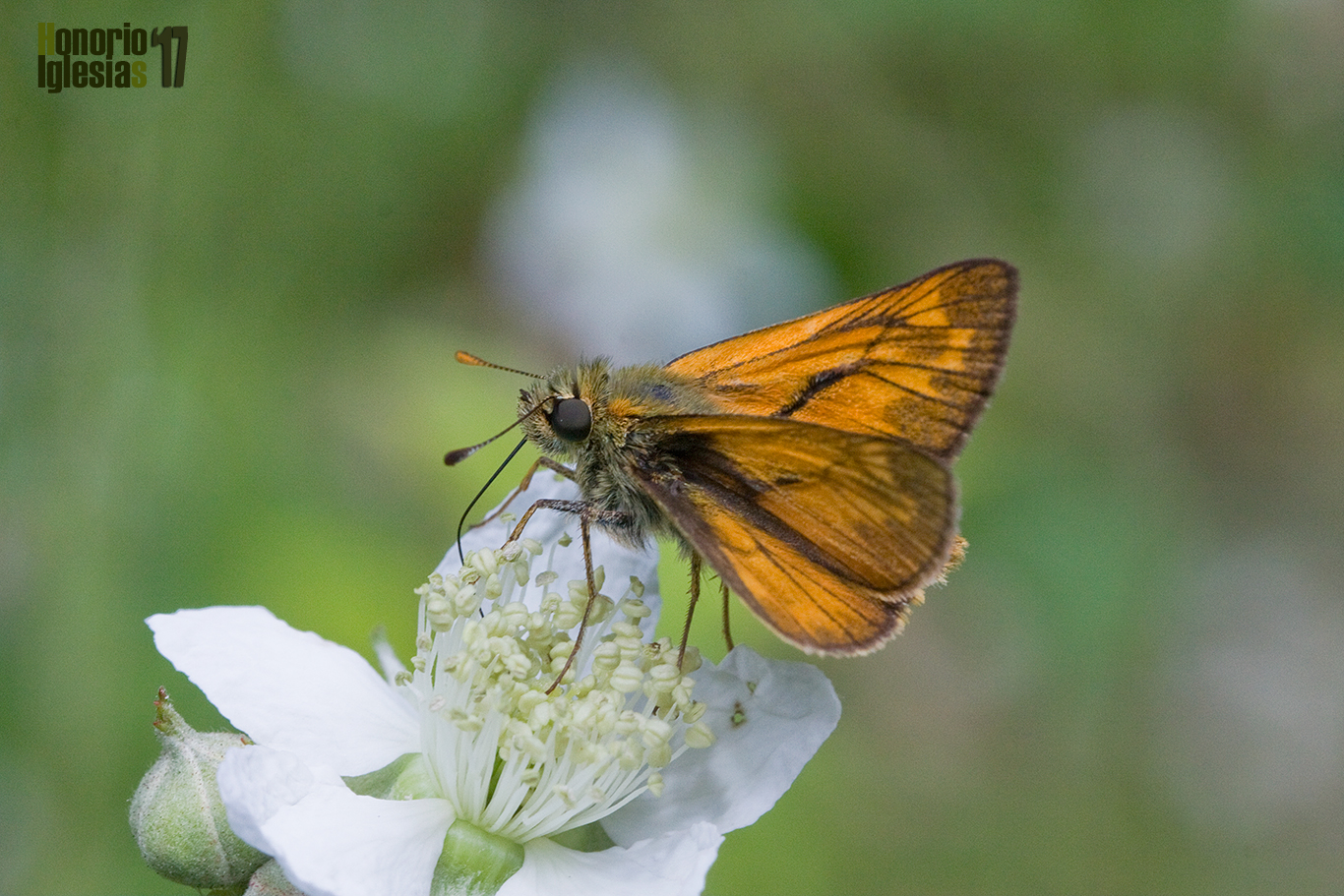 Ejemplar de mariposa dorada difusa o dorada orla ancha (Ochlodes sylvanus) libando de la flor de una zarza (Rubus sp.)