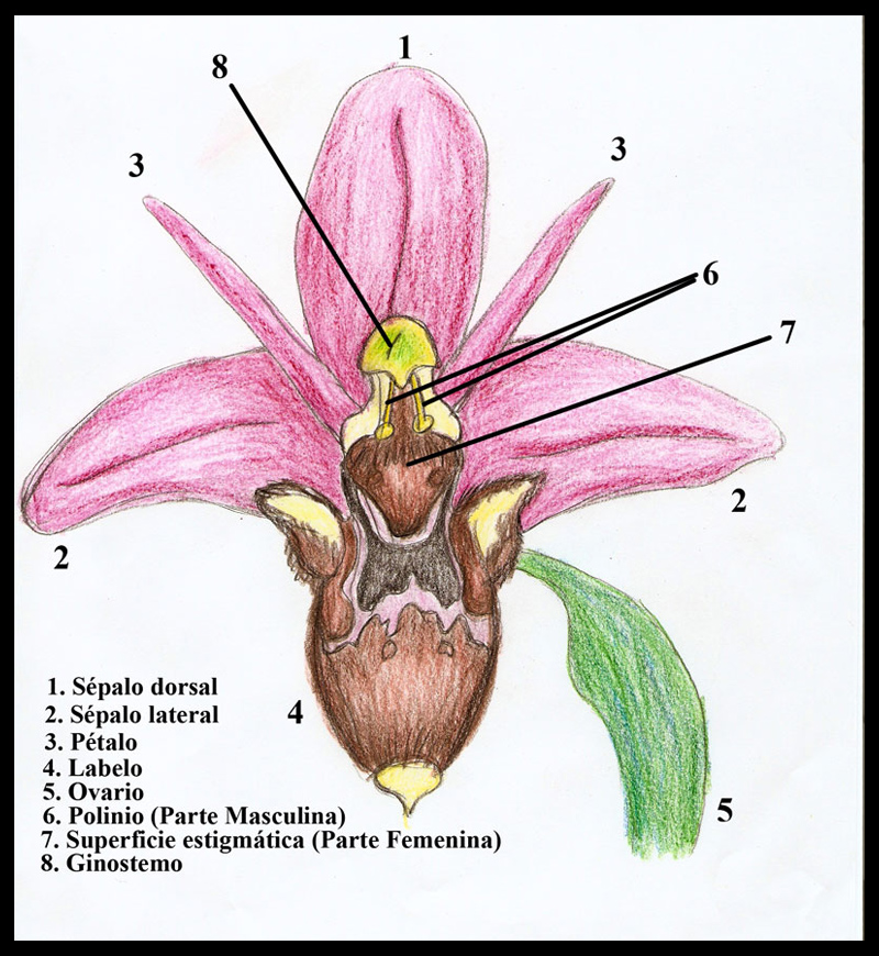 Partes de una orquídea