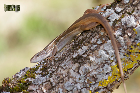 Hembra adulta de lagartija colilarga (Psammodromus algirus) trepando por la rama de una encina. Las lagartijas colilargas son excelentes trepadoras.