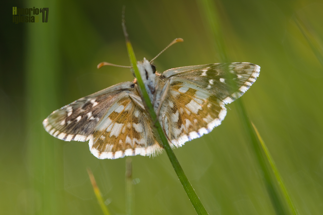 Ejemplar de mariposa ajedrezada verdosa (Pyrgus serratulae) mostrando su reverso alar