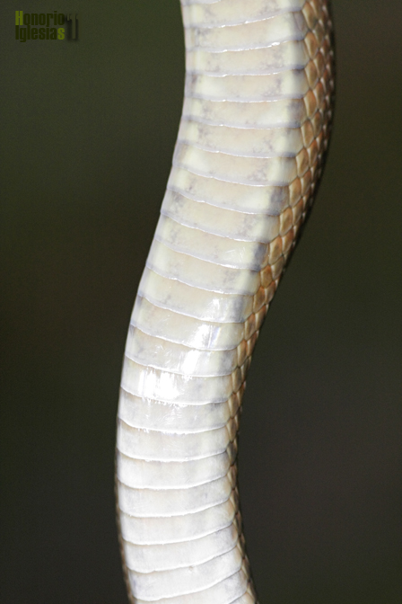 Diseño ventral de un ejemplar adulto de culebra de escalera (Zamenis scalaris). La coloración varía entre el blanco, el gris y el crema y a veces aparecen pequeñas manchas oscuras muy desdibujadas.