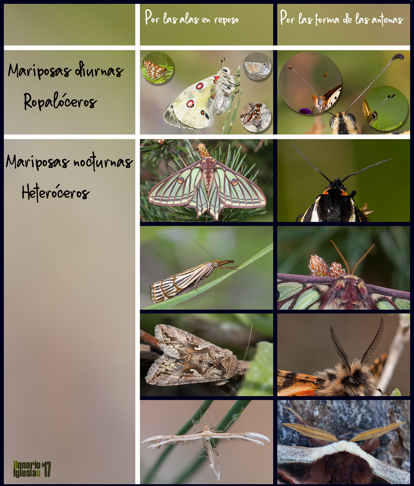 Montaje con los componentes de la familia Papilionidae presentes en Valsaín