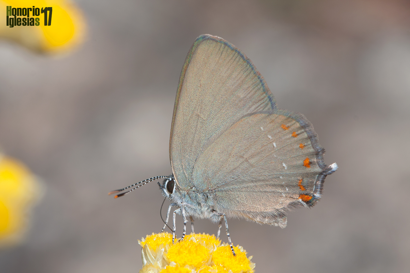 Ejemplar de mariposa rabicorta de la coscoja o querquera (Satyrium esculi), libando de una flor de Meaperros (Helichrysum sp.)