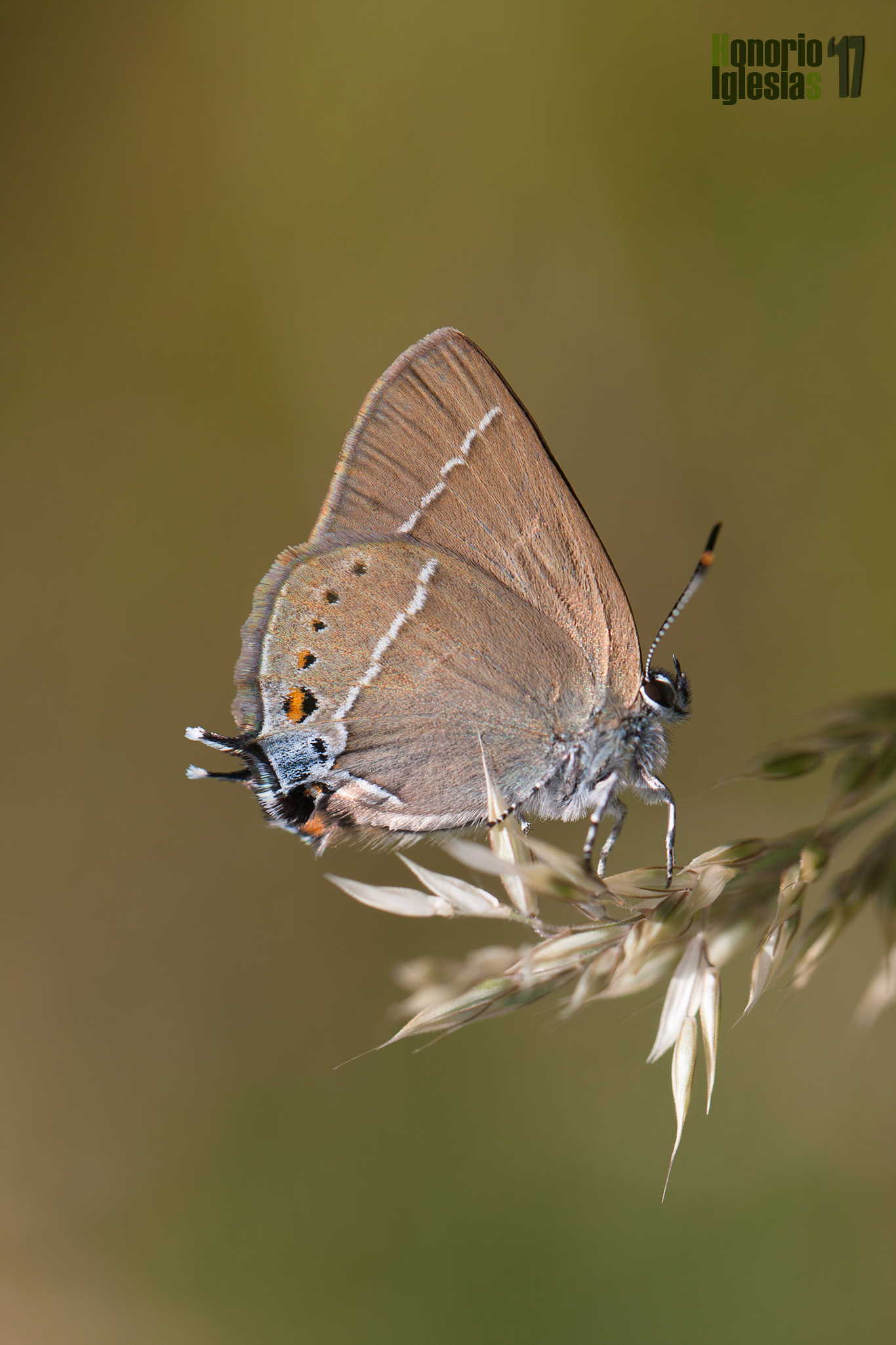 Ejemplar de mariposa rabicorta de mancha azul o mancha azul (Satyrium spini) , mostrando la gran mancha azulada del ángulo anal del ala posterior.