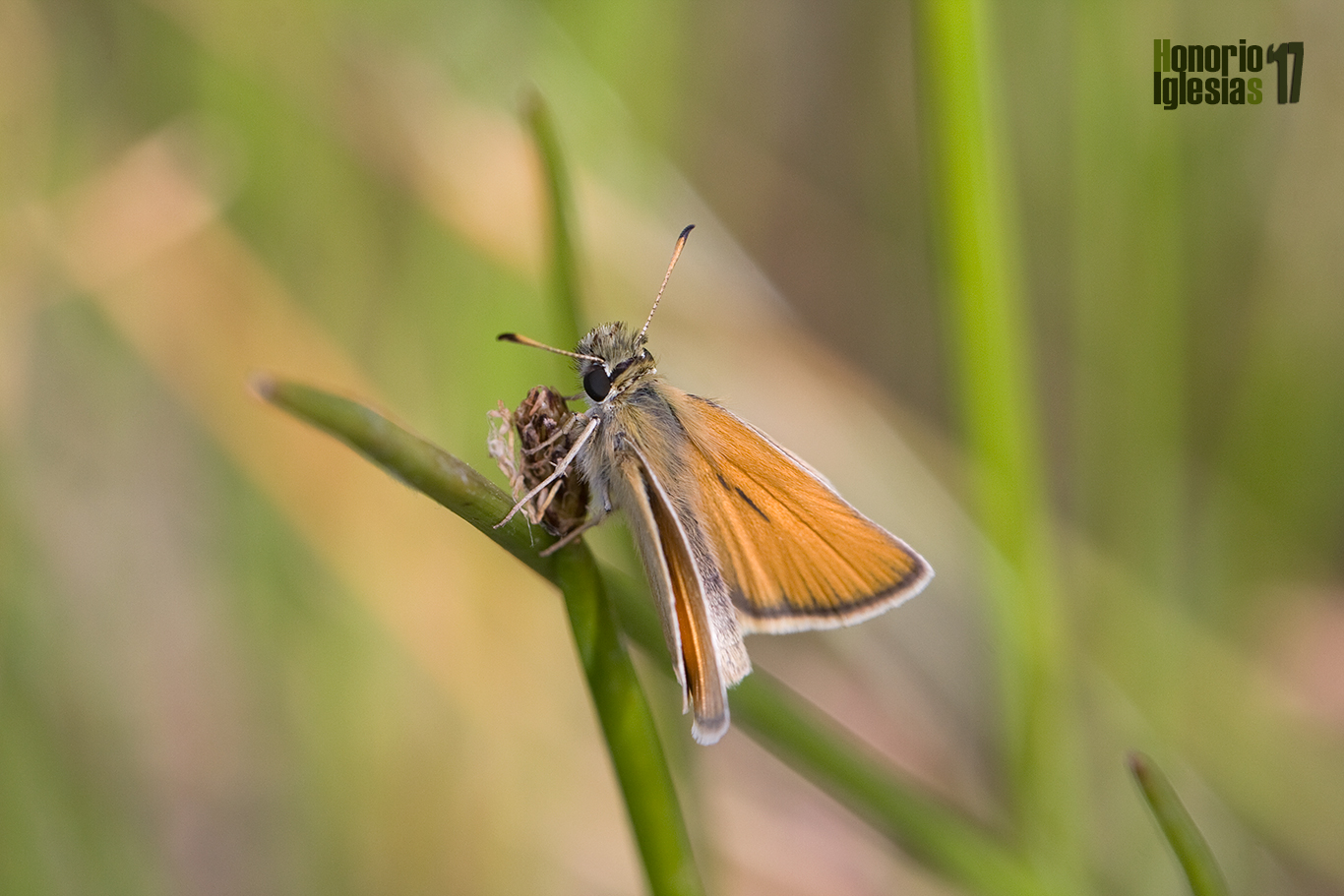 Macho de mariposa dorada puntas negras o dorada línea corta (Thymelicus lineola), mostrando el anverso alar.