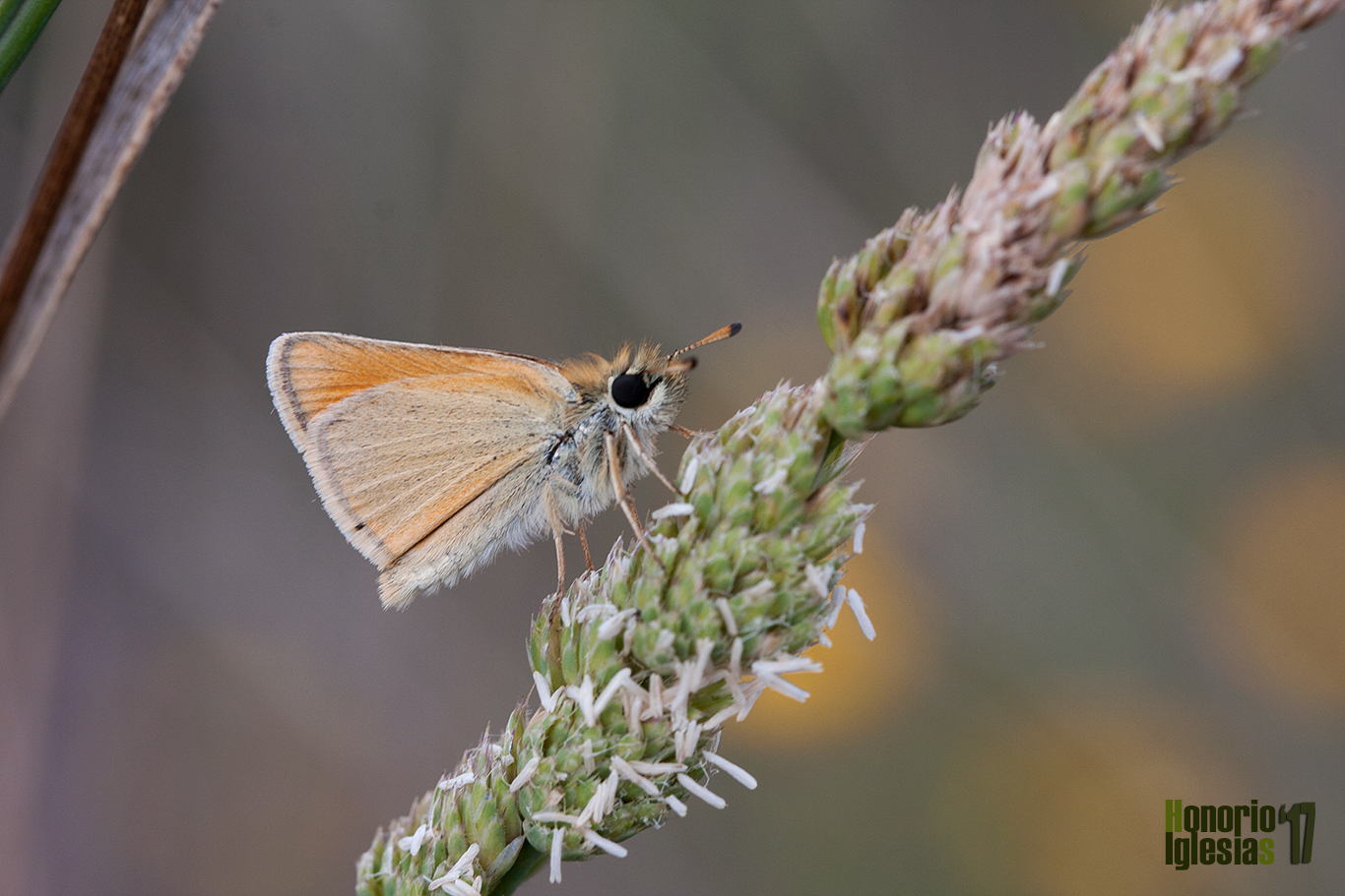 Ejemplar de mariposa dorada puntas negras o dorada línea corta (Thymelicus lineola) , mostrando su reverso alar descansando sobre una gramínea.