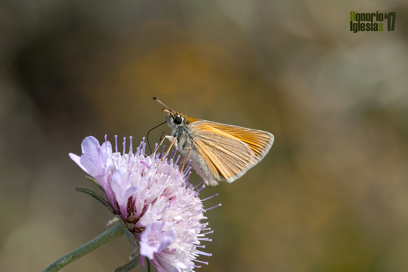 Ejemplar de mariposa dorada puntas negras o dorada línea corta (Thymelicus lineola) descansando sobre la flor de una escabiosa.