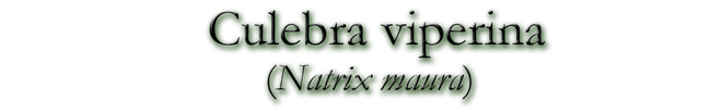 Culebra viperina (Natrix maura)