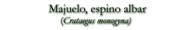 Majuelo, espino albar(Crataegus monogyna)
