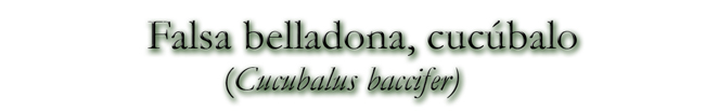 Falsa belladona, cucúbalo (Cucubalus baccifer)