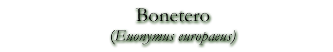 Bonetero (Euonymus europaeus)
