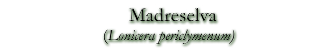 Madreselva (Lonicera periclymenum)