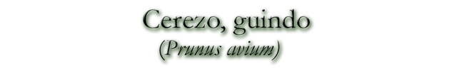 Cerezo, guindo (Prunus avium)