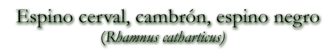 Espino cerval, cambrón, espino negro (Rhamnus catharticus)