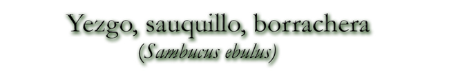 Yezgo, sauquillo, borrachera (Sambucus ebulus)