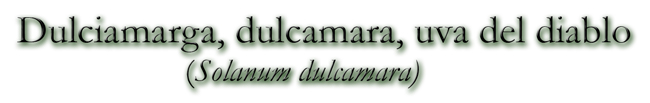Dulciamarga, dulcamara, uva del diablo(Solanum dulcamara)