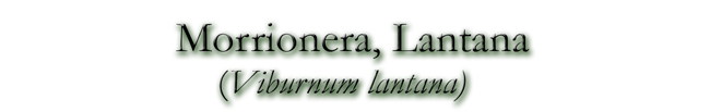 Morrionera, Lantana (Viburnum lantana)