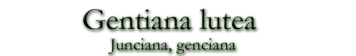 Gentiana lutea (Junciana, genciana)