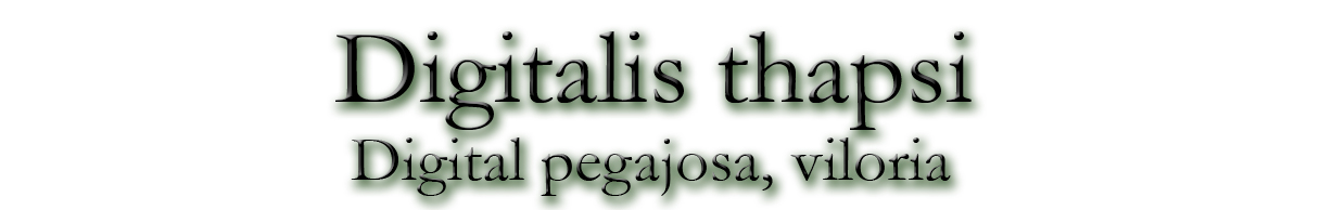 Digitalis thapsi (Digital pegajosa, viloria)