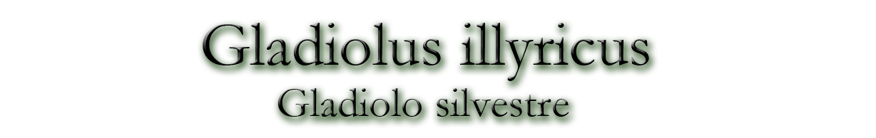 Gladiolus illyricus (Gladiolo silvestre)
