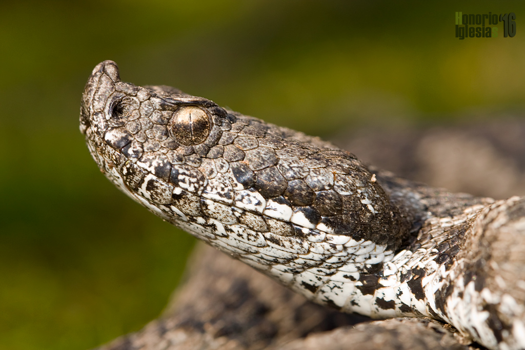 Detalle de un macho adulto de víbora hocicuda (Vipera latastei) obsérverse el detalle de la pupila vertical y el apéndice flexible en el hocico.