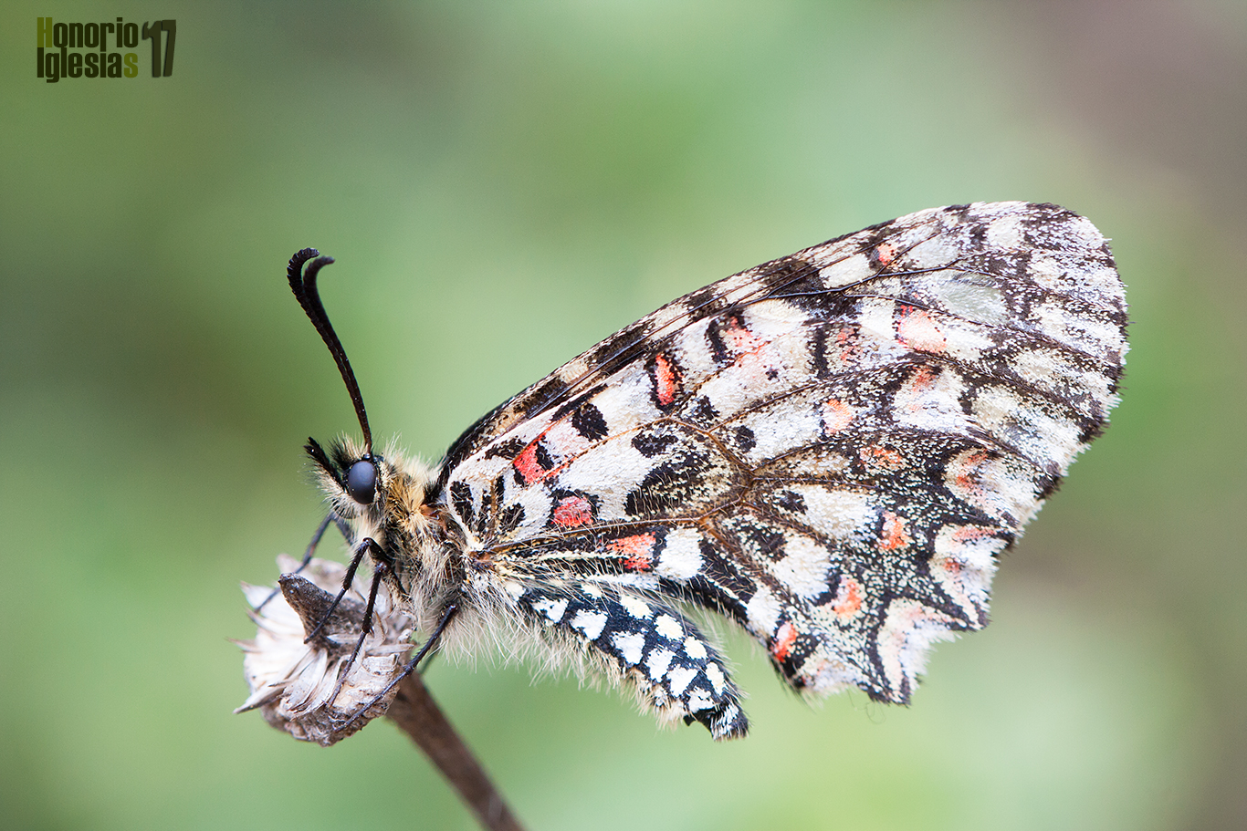 Ejemplar  de mariposa arlequín (Zerynthia rumina) muy volado, ha perdido buena parte de las escamas y por tanto de la coloración, detalle que, en contra de lo que se piensa, no les impide volar.