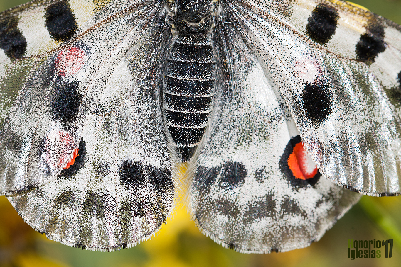 Detalle del abdomen de una hembra de mariposa apolo (Parnassius apollo), probablemente uno de los abdomenes más gruesos de entre las mariposas diurnas de la península ibérica. Las hembras tienen un abdomen más ancho que los machos para poder albergar los huevos, y en general son más grandes que éstos.
