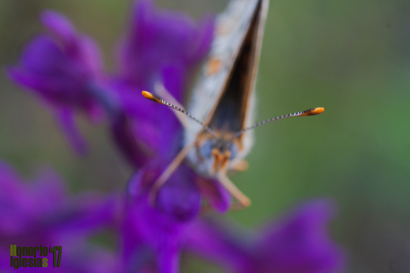 Detalle de las antenas en forma de maza de un ejemplar de doncella mayor (Melitaea phoebe). Las antenas son las estructuras  donde reside gran parte del olfato de las mariposas.