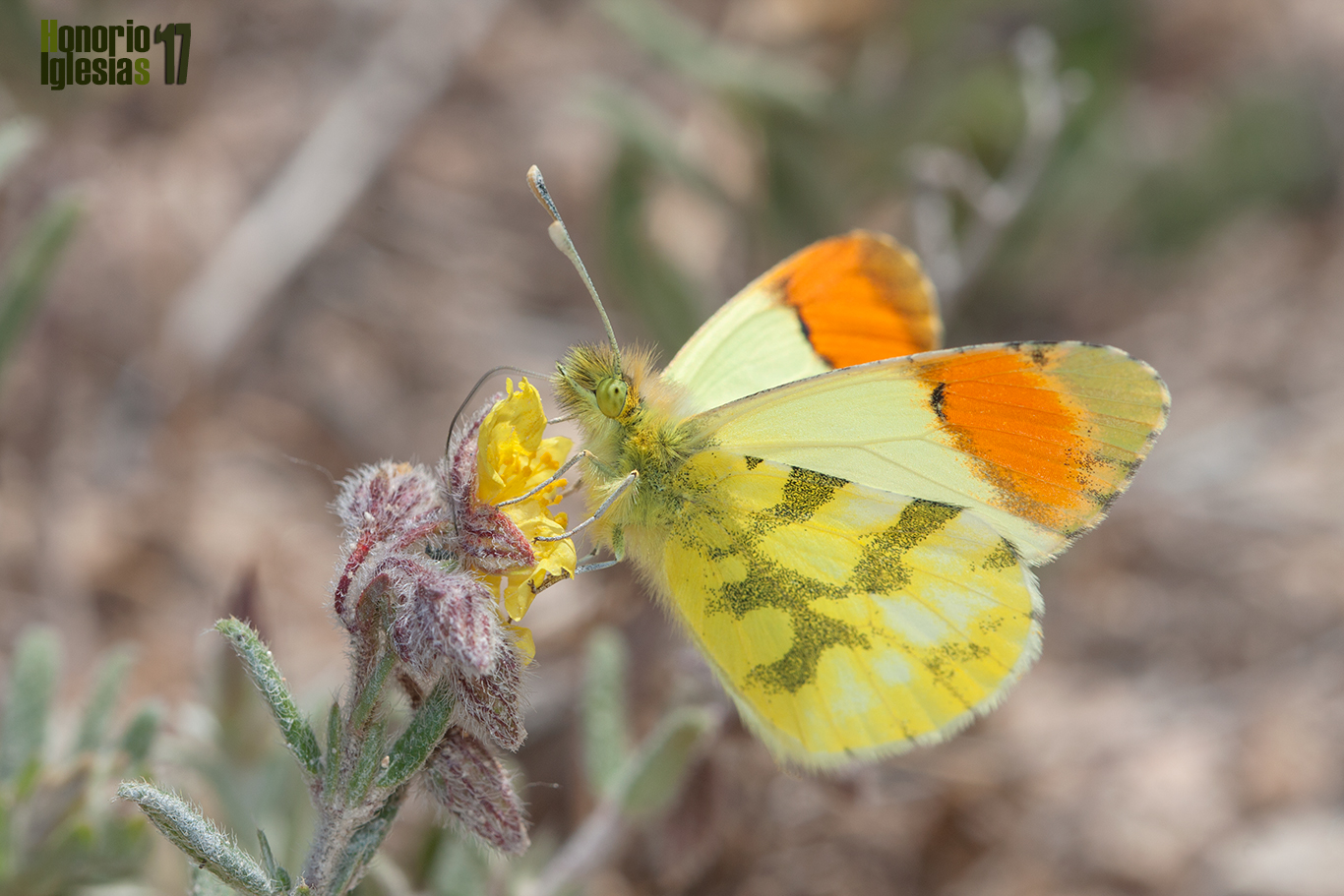 Macho de mariposa aurora amarilla o bandera española (Anthocharis euphenoides) , con las alas abiertas mostrando sus manchas anaranjadas