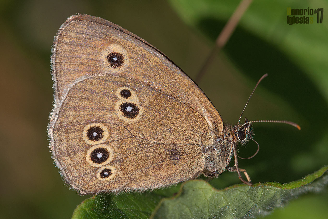 Ejemplar de mariposa sortijitas (Aphantopus hyperantus) mostrando su reverso alar en el que se puede apreciar los ocelos pupilados bordeados de un ribete claro que le dan el nombre común a la especie