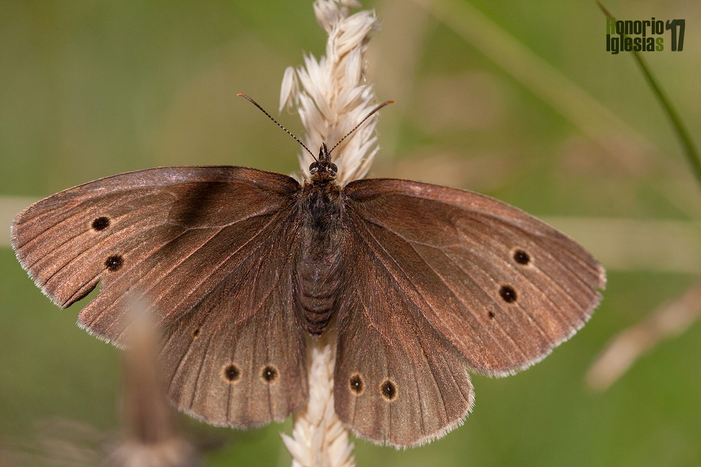 Ejemplaar de mariposa sortijitas (Aphantopus hyperantus) mostrando su anverso alar. Es una mariposa muy localizada en la sierra de Guadarrama, con tan solo dos colonias conocidas en ella.