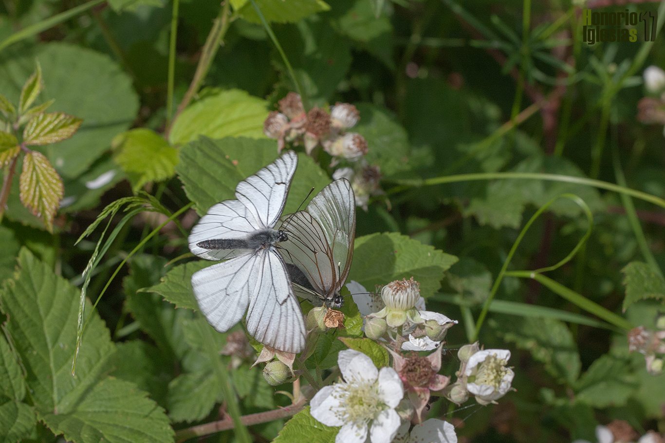 Vuelo de cortejo de la mariposa blanca del Majuelo (Aporia crataegi). Los machos persiguen a las hembras y les tocan de manera continuada con sus alas.