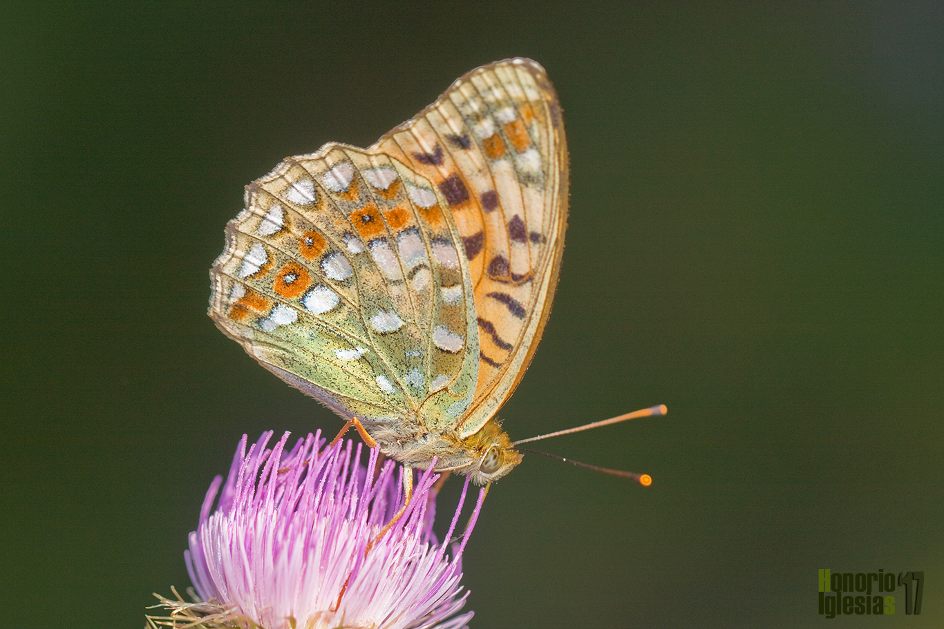 Reverso de mariposa nacarada adipe o adipe (Argynnis (=Fabriciana) adippe), la presencia de ocelos rojizos en la zona submarginal del ala posterior y manchas blancas ayuda a identificación de la especie